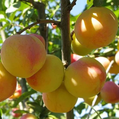 Слива ВЕТРАЗЬ-2 — описание сорта Слива ВЕТРАЗЬ-2 в Солигорске