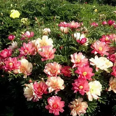 Пион ДЖУЛИЯ РОУЗ ито-гибрид  Пион ДЖУЛИЯ РОУЗ ито-гибрид в Солигорске