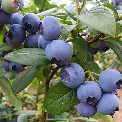 Голубика БЛЮГОЛД в Солигорске