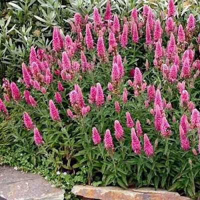 Вероника РОЗЕА колосковая  Вероника РОЗЕА колосковая в Солигорске