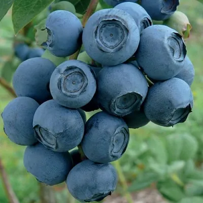 Голубика РУБЕЛ в Солигорске