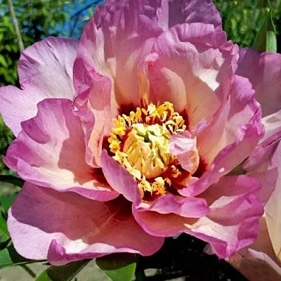 Пион ПАСТЕЛЬ СПЛЕНДОР ито-гибрид  Пион ПАСТЕЛЬ СПЛЕНДОР ито-гибрид в Солигорске