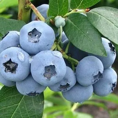 Голубика БЛЮЭТТА в Солигорске