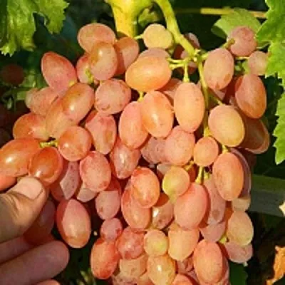 Виноград КИШМИШ ЛУЧИСТЫЙ  Виноград КИШМИШ ЛУЧИСТЫЙ в Солигорске