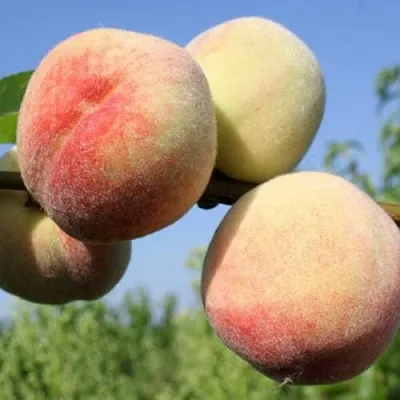 Персик ДОНЕЦКИЙ БЕЛЫЙ  Персик ДОНЕЦКИЙ БЕЛЫЙ в Солигорске