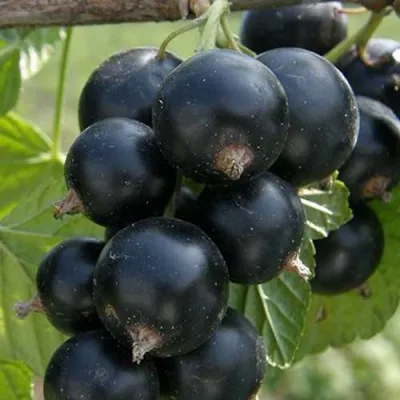 Смородина черная ЯДРЕНАЯ-2 — описание сорта Смородина черная ЯДРЕНАЯ-2 в Солигорске