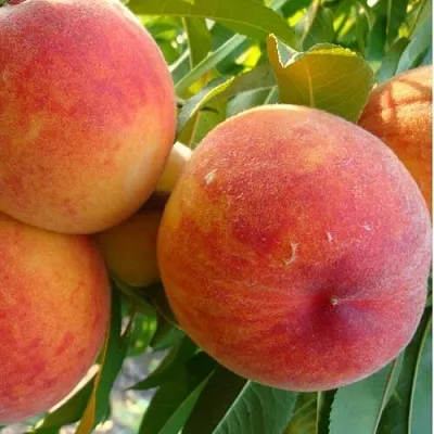 Персик ДИВНЫЙ  Персик ДИВНЫЙ в Солигорске