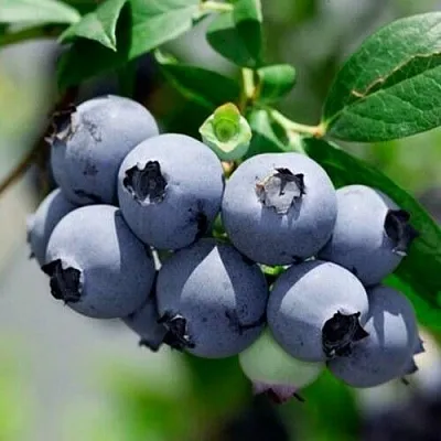 Голубика СИЕРРА в Солигорске