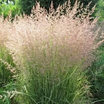 Вейник ОВЕРДАМ остроцветковый  Вейник ОВЕРДАМ остроцветковый в Солигорске