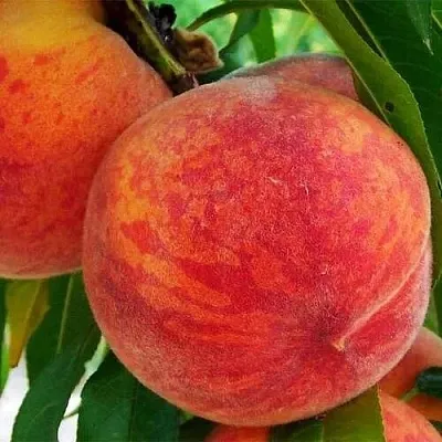 Персик ЗОЛОТОЙ ЮБИЛЕЙ  Персик ЗОЛОТОЙ ЮБИЛЕЙ в Солигорске