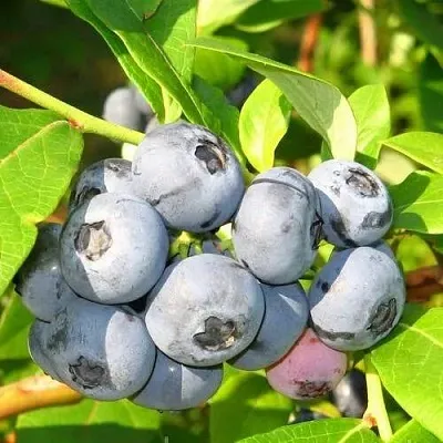 Голубика ЭЛИЗАБЕТ в Солигорске