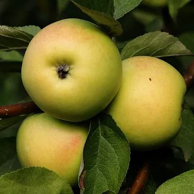 Яблоня ДАНИЛА  Яблоня ДАНИЛА в Солигорске