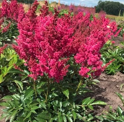 Астильба ЛАКИ ДЕЙ Арендса  Астильба ЛАКИ ДЕЙ Арендса в Солигорске