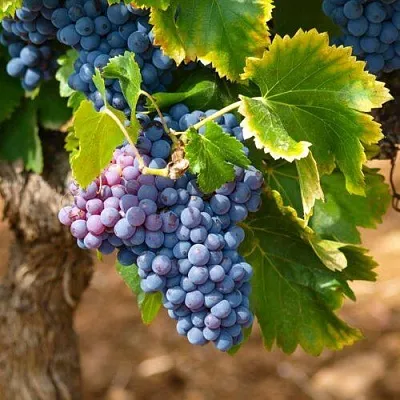 Виноград ЗИЛГА  Виноград ЗИЛГА в Солигорске