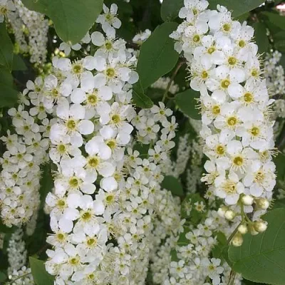 Черемуха САМОПЛОДНАЯ в Солигорске