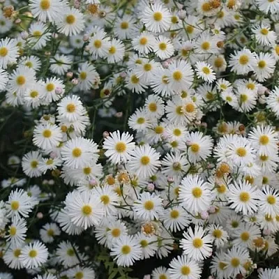 Болтония СНОУБЭНК  Болтония СНОУБЭНК в Солигорске