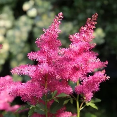 Астильба САННИ ДЕЙ гибридная  Астильба САННИ ДЕЙ гибридная в Солигорске