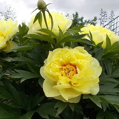 Пион БАРЦЕЛЛА ито-гибрид  Пион БАРЦЕЛЛА ито-гибрид в Солигорске