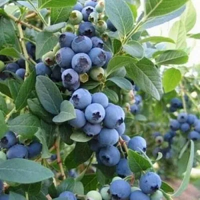 Голубика ЭЛЛИОТ в Солигорске