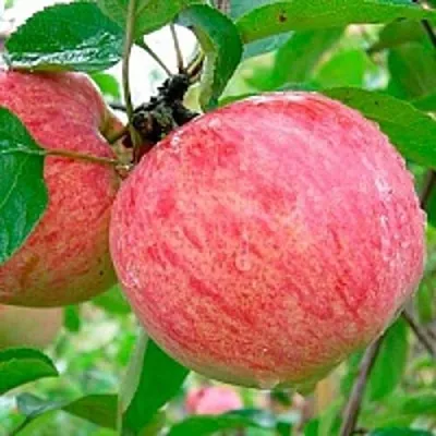 Яблоня КОРИЧНОЕ ПОЛОСАТОЕ  Яблоня КОРИЧНОЕ ПОЛОСАТОЕ в Солигорске