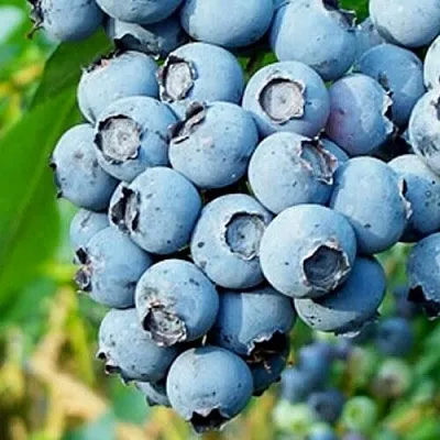 Голубика БРИГИТТА БЛЮ в Солигорске