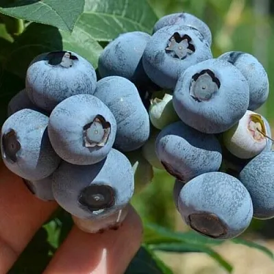 Голубика НЕЛЬСОН в Солигорске