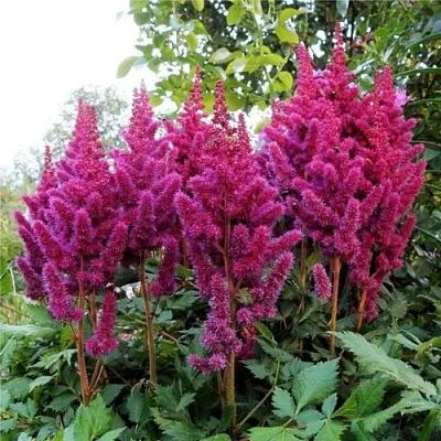 Астильба ВИЖНС китайская  Астильба ВИЖНС китайская в Солигорске