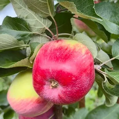 Яблоня АРБАТ колонновидная  Яблоня АРБАТ колонновидная в Солигорске