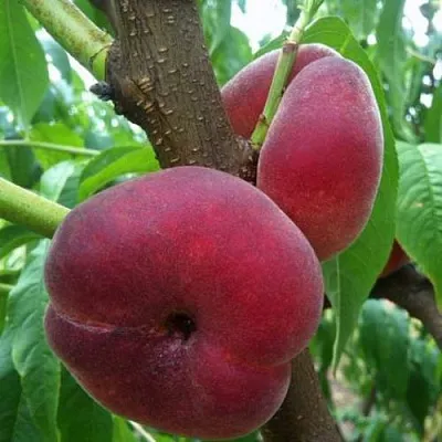 Персик АЛЕКС ИНЖИРНЫЙ  Персик АЛЕКС ИНЖИРНЫЙ в Солигорске