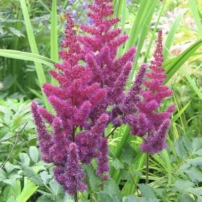 Астильба КАРАОКЕ ПАРТИ китайская  Астильба КАРАОКЕ ПАРТИ китайская в Солигорске