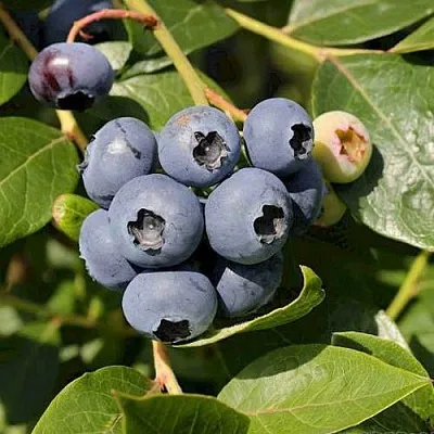 Голубика ШАНТЕКЛЕР в Солигорске