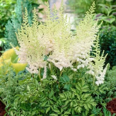 Астильба МИЛК ЭНД ХАНИ китайская  Астильба МИЛК ЭНД ХАНИ китайская в Солигорске