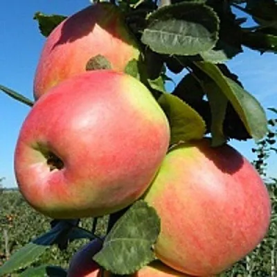 Яблоня БРЯНСКОЕ РОЗОВОЕ  Яблоня БРЯНСКОЕ РОЗОВОЕ в Солигорске
