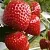 Клубника АРГЕНТЕРА в Солигорске