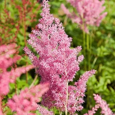 Астильба РЕЙНЛЕНД японская  Астильба РЕЙНЛЕНД японская в Солигорске