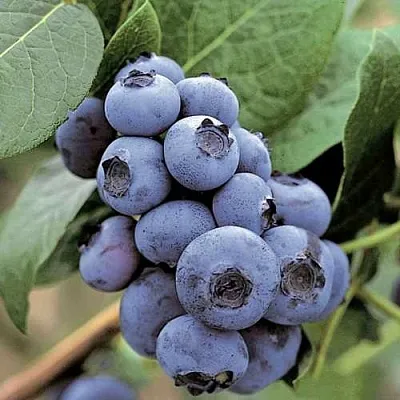 Голубика ПАТРИОТ в Солигорске