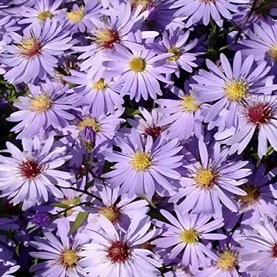 Астра БЛЮ ХЕВЕН сердцелистная  Астра БЛЮ ХЕВЕН сердцелистная в Солигорске