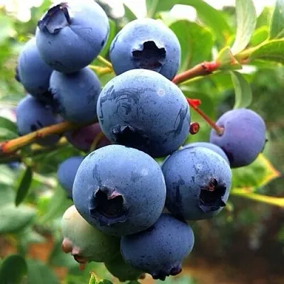 Голубика ДЮК в Солигорске