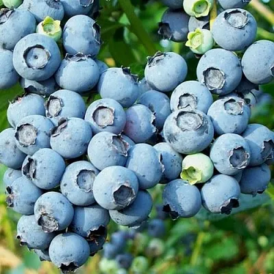 Голубика ПУРУ в Солигорске