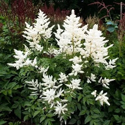 Астильба ДОЙЧЛАНД японская  Астильба ДОЙЧЛАНД японская в Солигорске