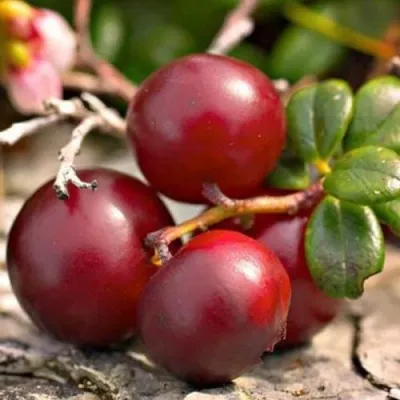 Клюква ЭРЛИ БЛЭК в Солигорске