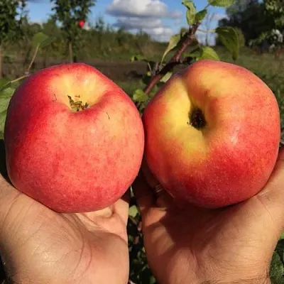 Яблоня КОВРОВОЕ стелющаяся  Яблоня КОВРОВОЕ стелющаяся в Солигорске
