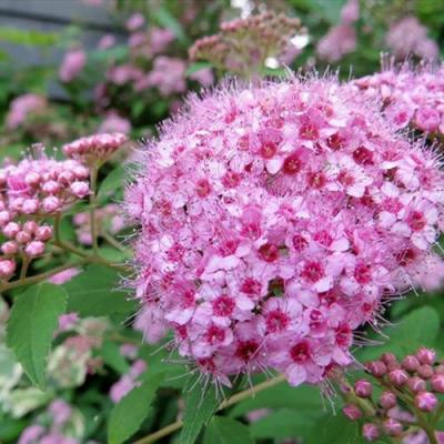 Розовая в Солигорске