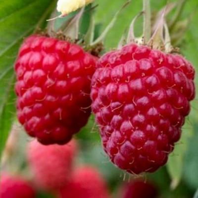 Средняя в Солигорске