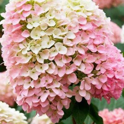 Низкорослые (карликовые) в Солигорске