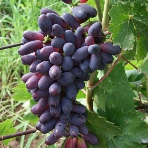 Виноград КИШМИШ ЯСЯ в Солигорске