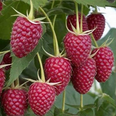 Высокая в Солигорске