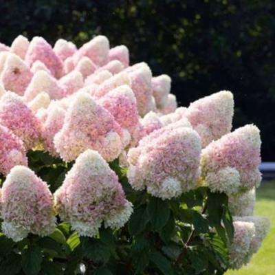 Бело-розовая в Солигорске