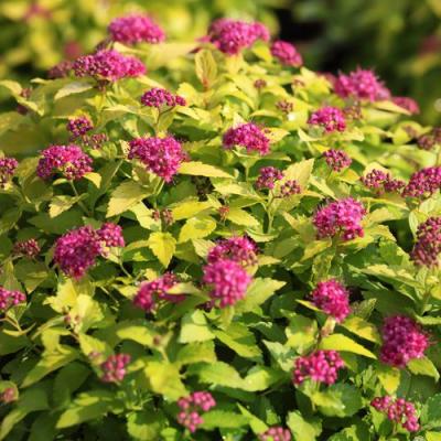 Японская в Солигорске