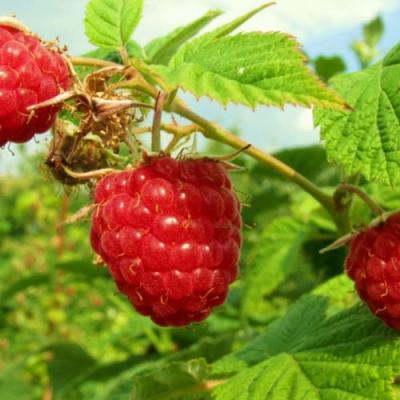 Бесшипная в Солигорске